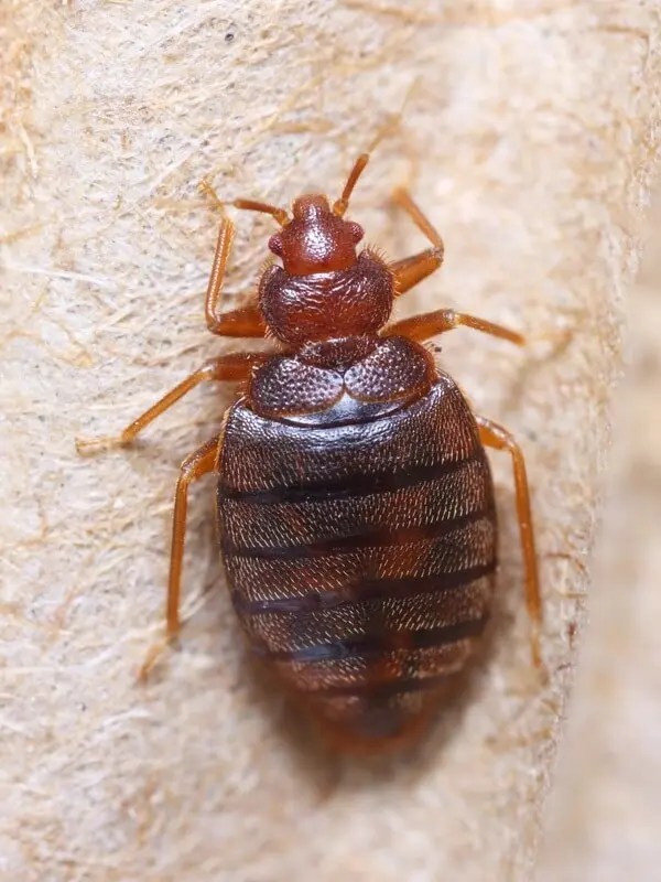 pluskwa z bliska zdjęcie z Warszawy